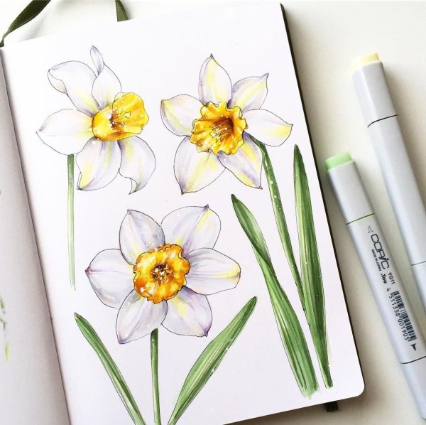 Тюльпаны маркерами для скетчинга