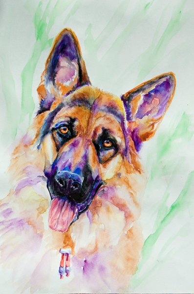 Овчарка акварелью