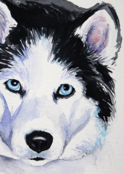 Хаски акварелью