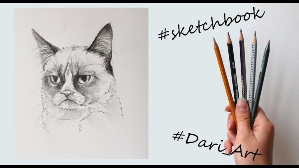 Идеи для рисования кота