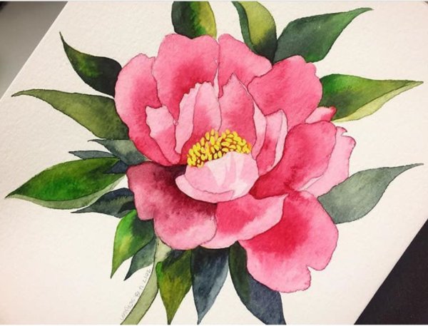 Пионы акварелью для начинающих