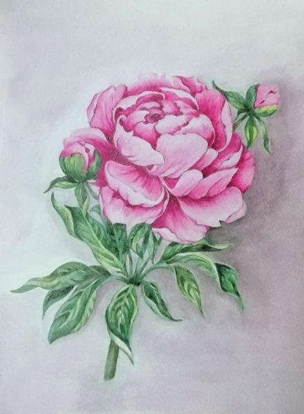 Акварель Тюлькина пионы