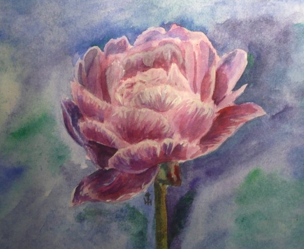 Пионы для рисования