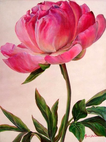 Пионы акварель