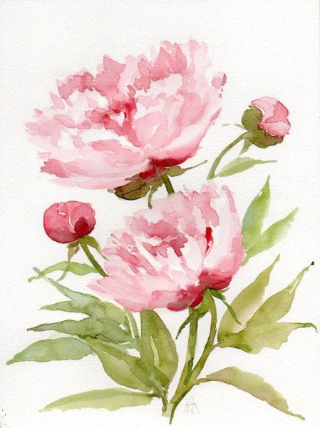 Акварель цветы пионы Альберто Гильом