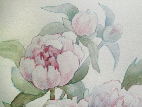 Акварель и цветные карандаши пионы