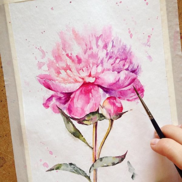 Пионы скетчинг акварель