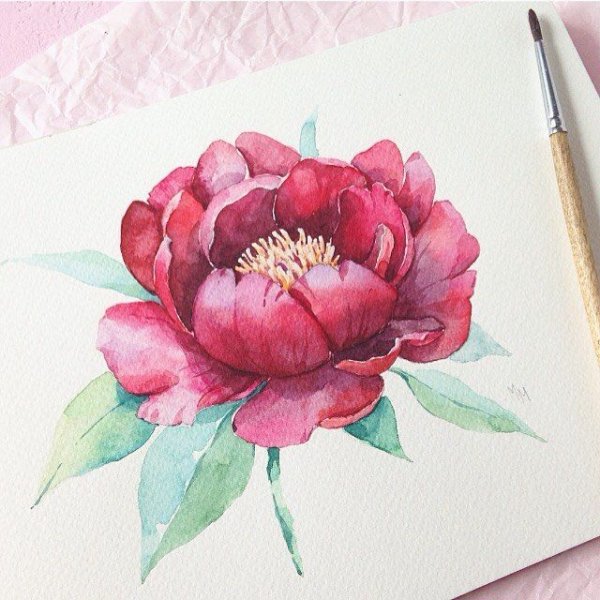 Пион акварелью простой