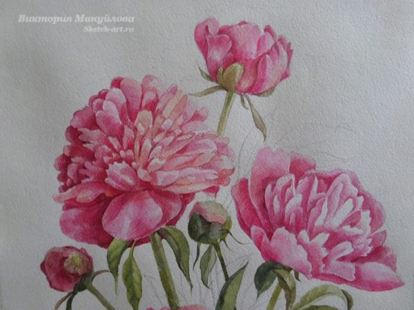 Мастер-класс рисование цветы пионы