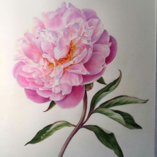 Linda Kathleen Jack пион