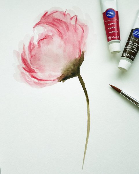 Поэтапное рисование пиона акварелью