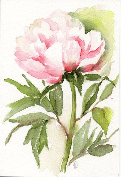 Цветы акварель сбоку