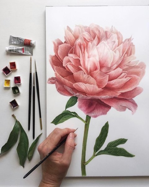 Пионы гуашью