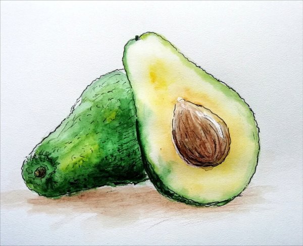 Скетчинг акварелью авокадо
