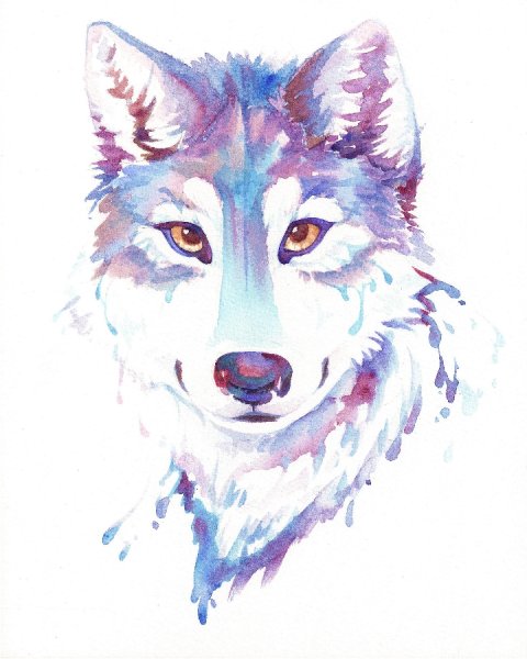 Волк гуашью