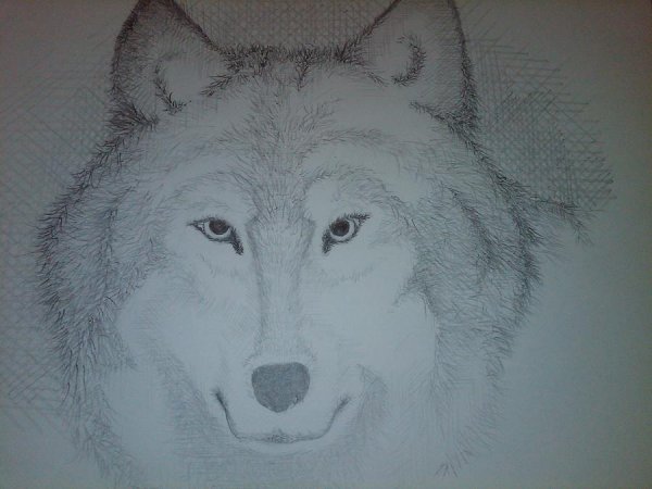 Волк рисунок красками на окнах