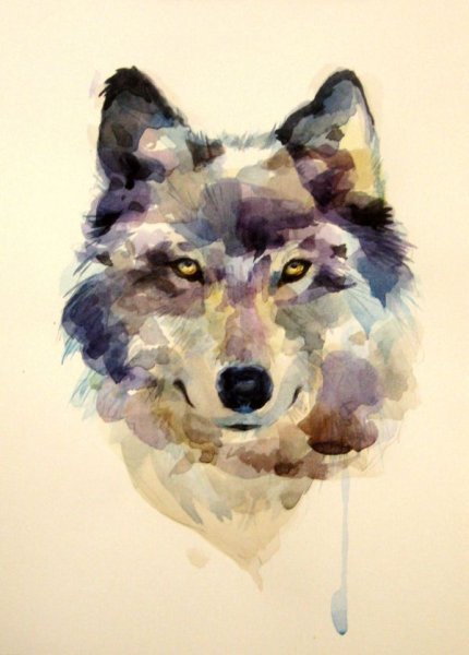 Волк красками