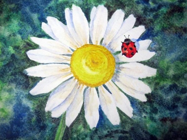 Рисование ромашек гуашью