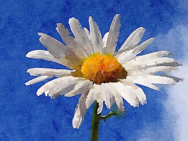 Рисование ромашек гуашью