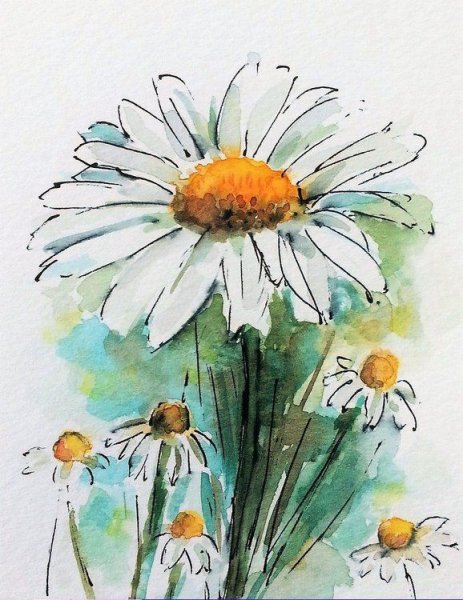 Ромашки рисунок акварелью