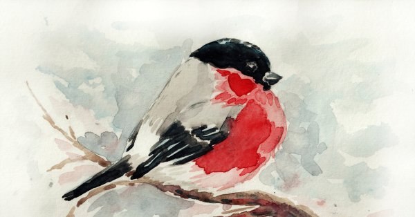 Снегирь красками