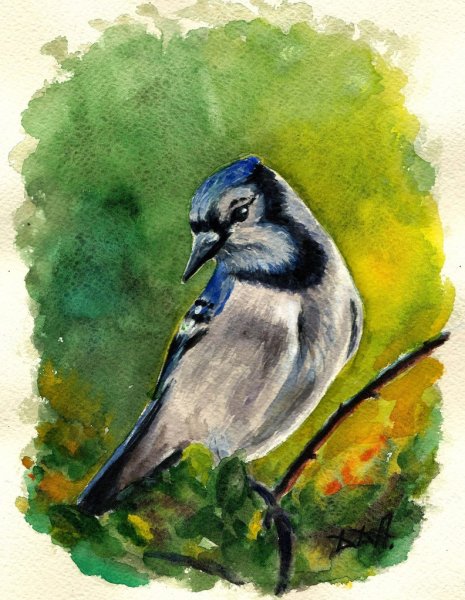 Голубая Сойка акварель