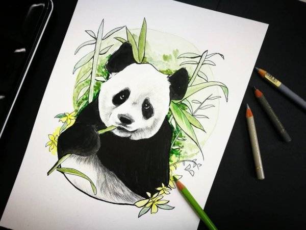 Скетчбук. Панды