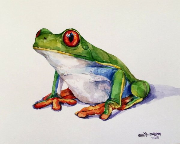 Рисунок лягушки для срисовки