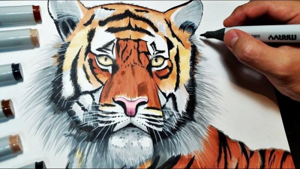 Тигр рисунок