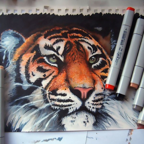 Рисунок тигра маркерами