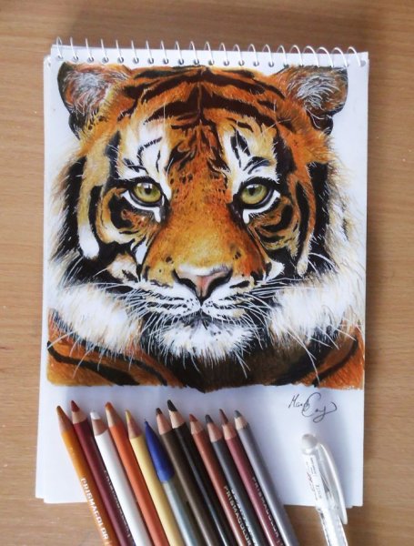 Тигр цветными карандашами