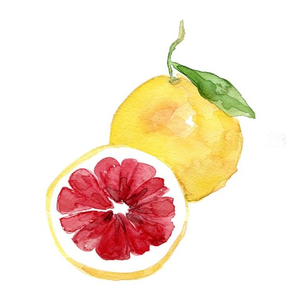 Акварельный скетч фрукты