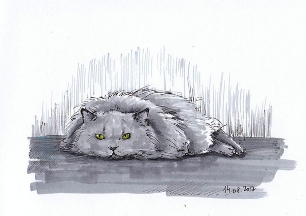 Кошка скетч маркерами