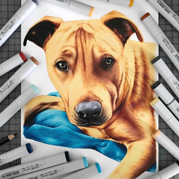 Собака маркерами