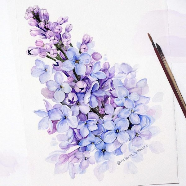 Сирень акварелью