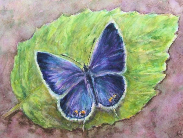 Акварель "бабочка"