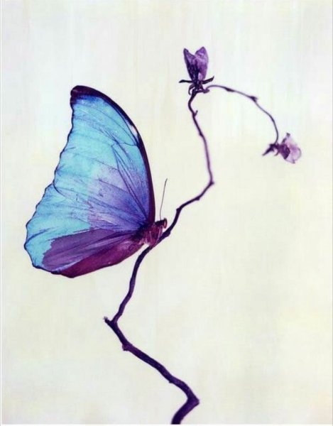 Рисуем бабочку акварелью