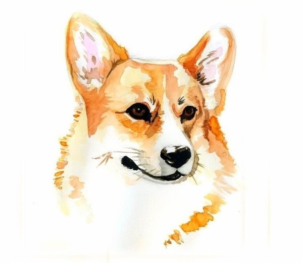 Вельш корги пемброк акварелью