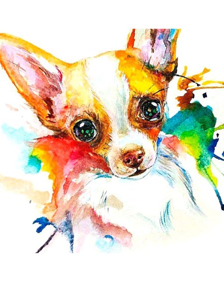 Чихуахуа гуашью