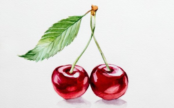 Вишня акварелью