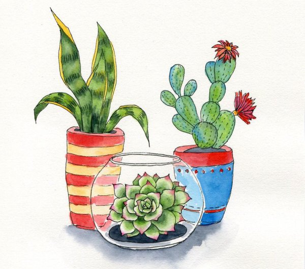 Кактус скетч маркерами