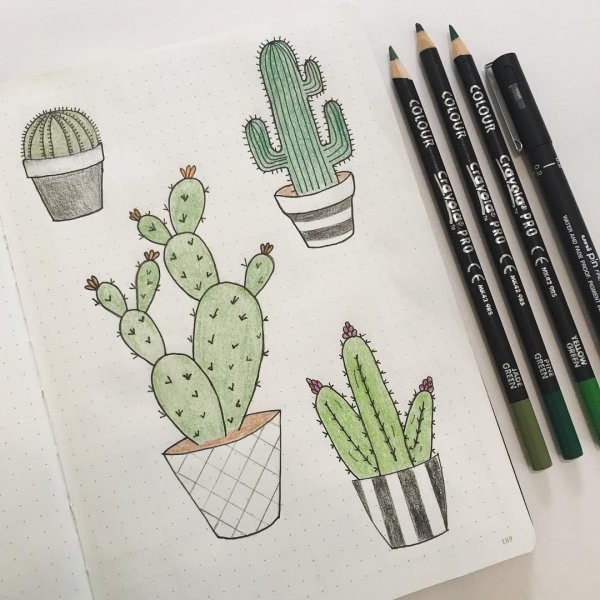 Скетчбук. Кактусы