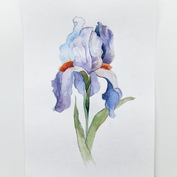 Рисование цветов акварелью