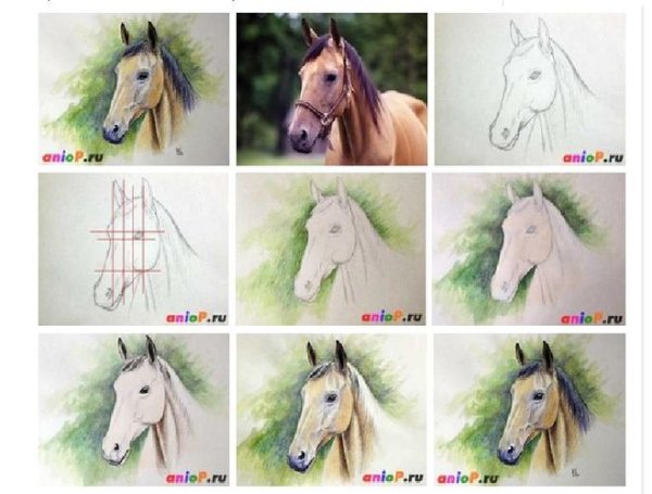 Лошадь акварелью поэтапно
