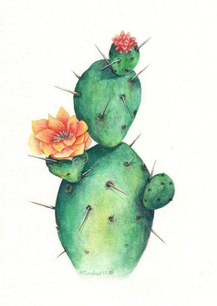 Кактус скетч акварелью