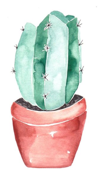 Акварельные кактусы в горшках
