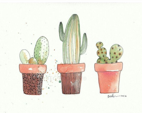 Кактус рисунок