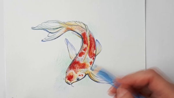 Рыбы кои акварель для начинающих