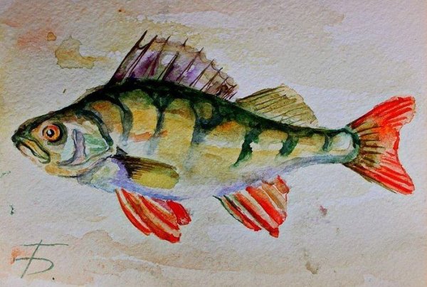 Речная рыба акварелью