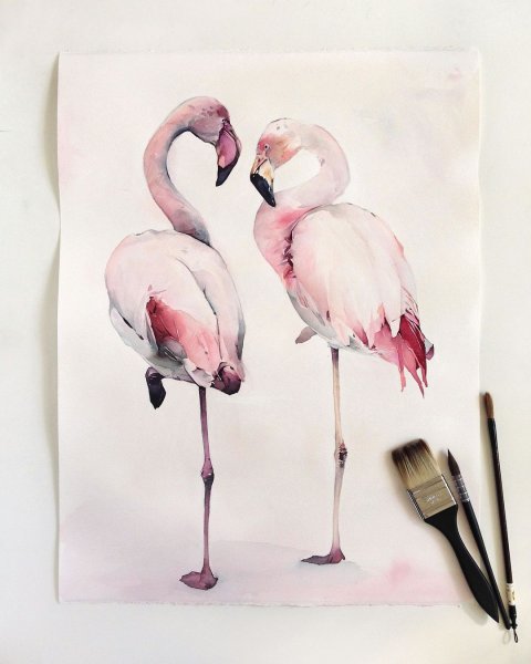 Фламинго в пруду рисунок